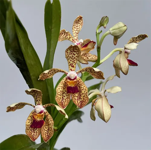 Vanda lombokensis x pumila