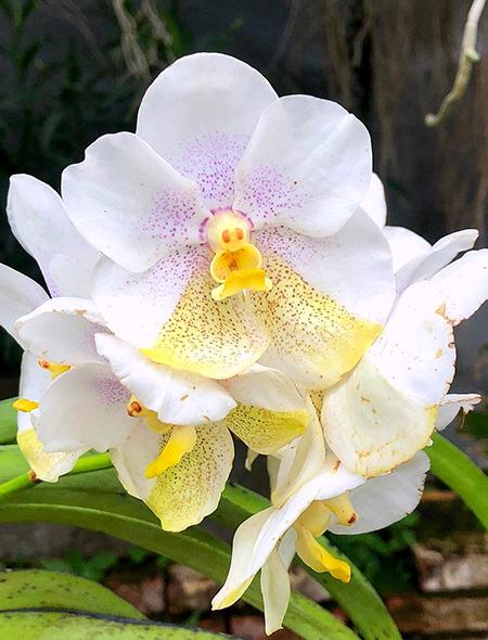 Vanda Nakorn Sawan x Tubtim Velvet