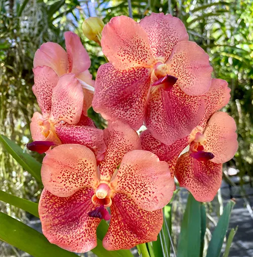 Vanda Sonia Decacch No. 440