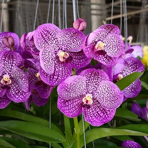 Vanda Somsri Blue Classic x Chulee No.194