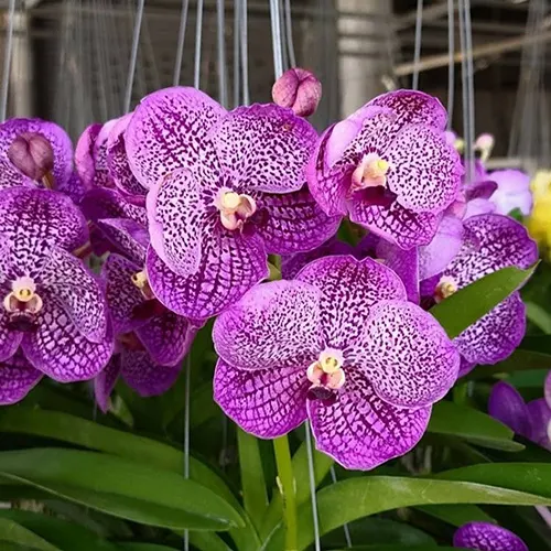 Vanda Somsri Blue Classic x Chulee No.194