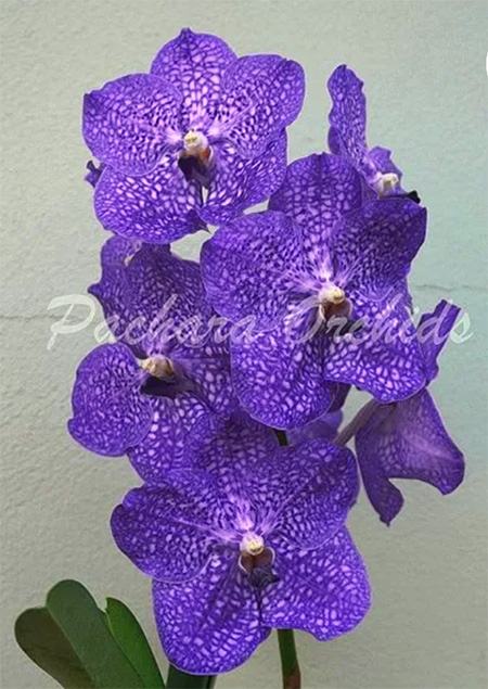 Vanda Somsri Blue Classic No.BM-86
