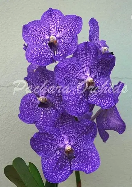 Vanda Somsri Blue Classic No.BM-86