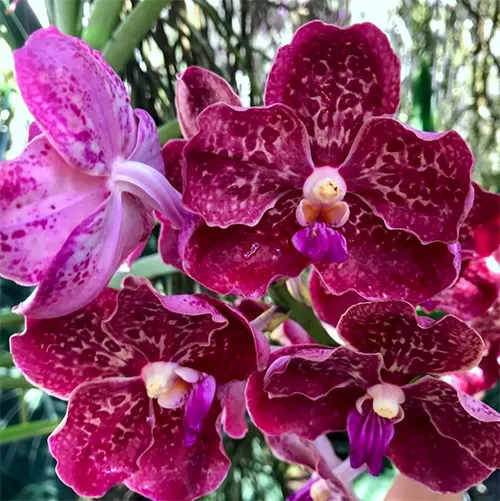 Papilionanda Corneels Cilliers 'Dark Knight' No.109