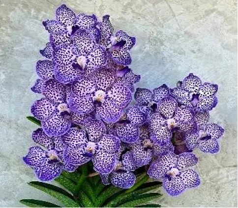 Papilionanda Omar Padron 'Indigo Blue Spots'