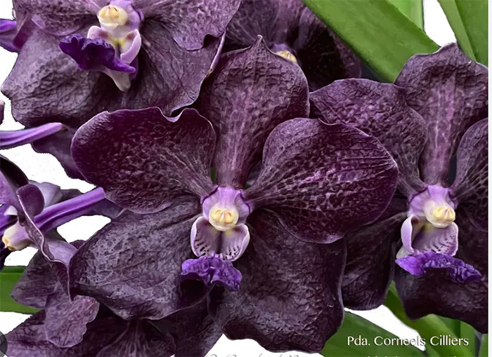 Papilionanda Corneels Cilliers No. 480