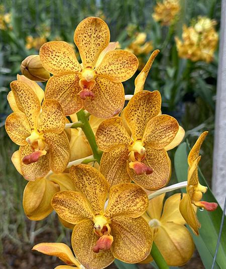 Vanda Bronze Butterfly x Thai Spot