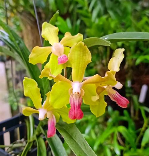 Vanda tessellata semi-alba x Suwannaphum Sunshine