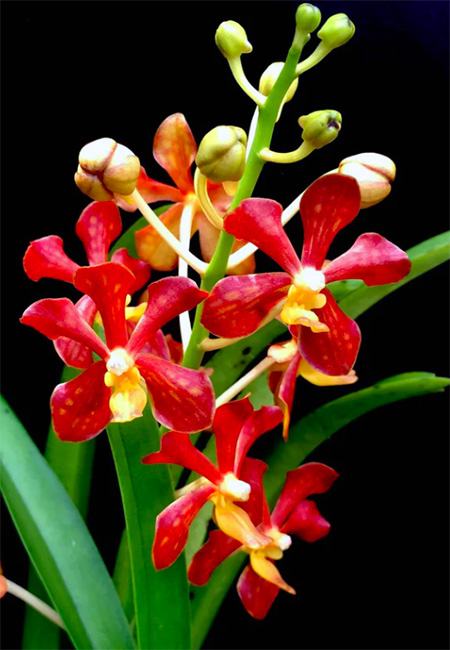 Vanda mariae sp Philippines