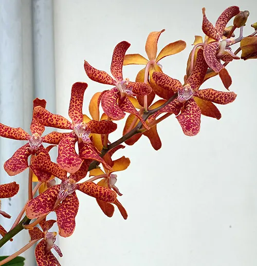 Renantanda Memoria Henry Trimen 'Thailand Chocolate' HCC/ AOS