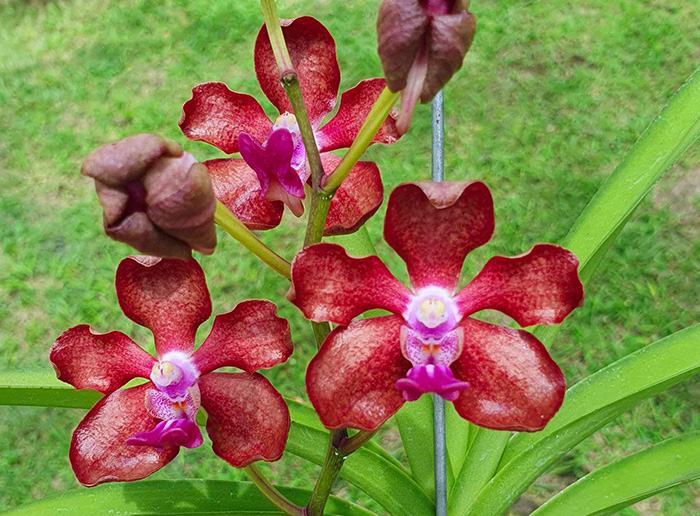 Vanda Somtawil x Kultana Fragrance
