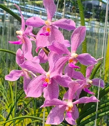 Vanda Chulee x Paraphalaenopsis laycokii