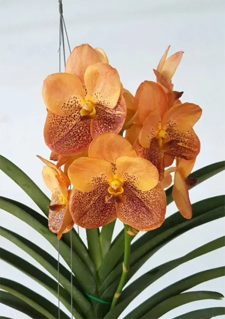 Vanda Freya Beauty No. 533