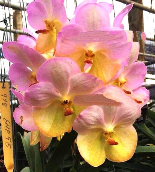 Vanda Nopporn Gold x Yellow Butterfly No. 117