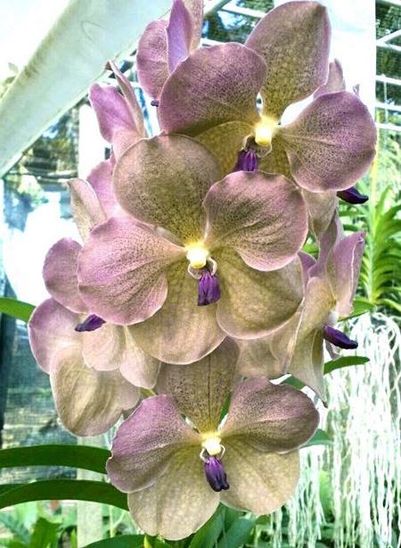 Vanda Prapathom Gold x coerulea 'Blue-Grey Purple Lip'