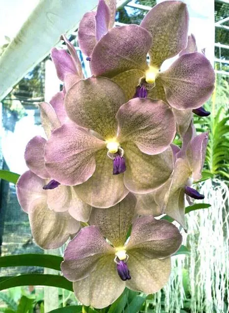 Vanda Prapathom Gold x coerulea 'Blue-Grey Purple Lip'