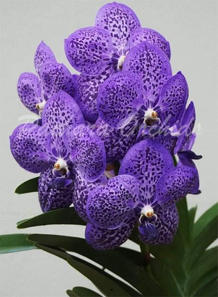 Vanda Viboon x Gordon Dillon