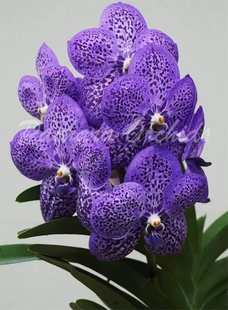 Vanda Viboon x Gordon Dillon