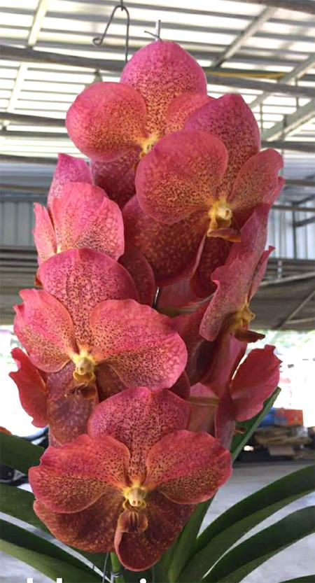 Vanda Adisak Happiness No.79