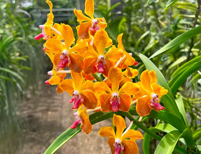 Vanda Mem. Tianchai x lamellata