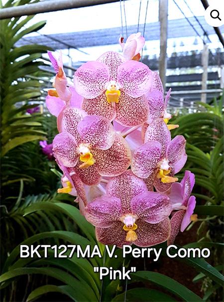 Vanda Perry Como Pink No.579