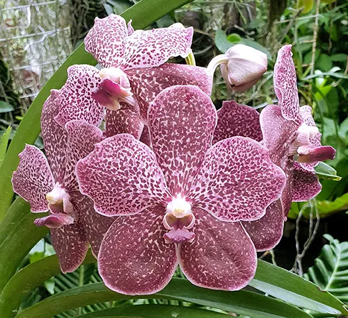 Vanda Tung Tung Diamond