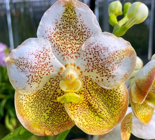 Vanda Kriengkrai Yellow x Thai Spot