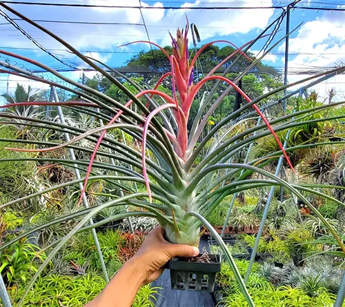 Tillandsia Mali Dofitas