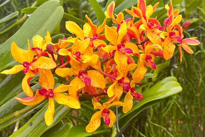 Renanthera storei x Rhynchostylis gigantea alba