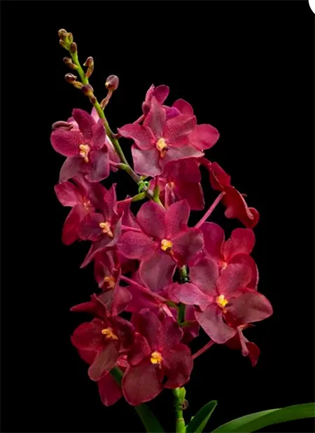 Renantanda Cherry Rose Red No.461