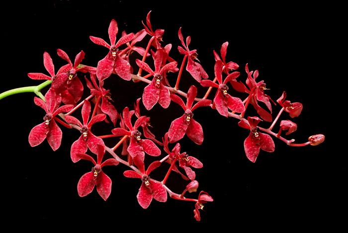 Renanthera Gerald Tan
