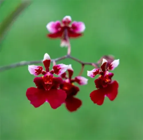 Tolumnia Jairak Flyer 'Hot Pink'