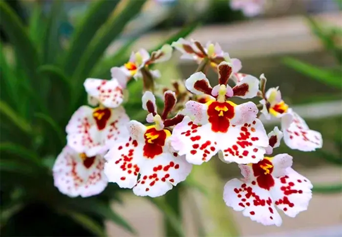 Tolumnia Jairak Firm 'Spotty' KOK-399
