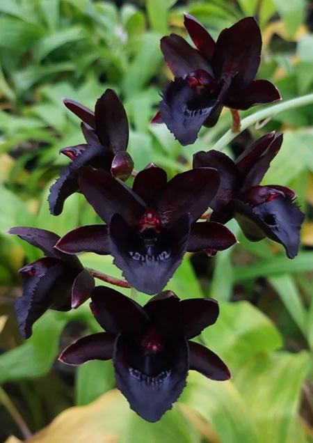 Fredclarkeara Kelly Longley 'Black' AM/AOS