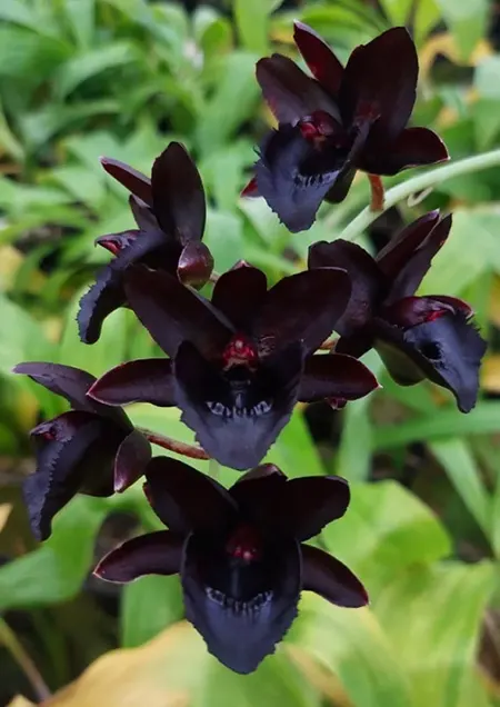 Fredclarkeara Kelly Longley 'Black' AM/AOS