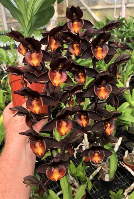 Catasetum Ryan Harrington
