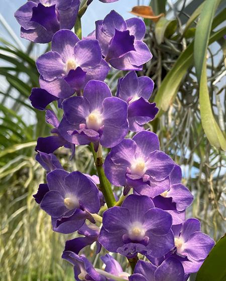 Aerides lawrenceae x Vanda Sasicha
