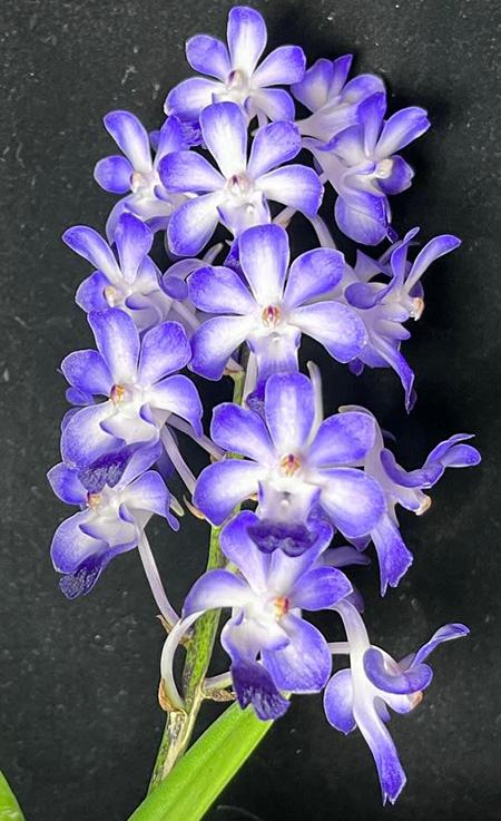 Neostylis Lou Sneary x Rhynchostylis coelestis