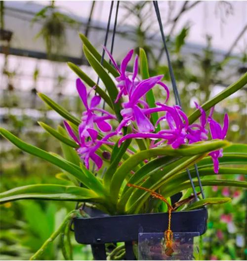 Vandachostylis Lou Sneary x Blue Fairy