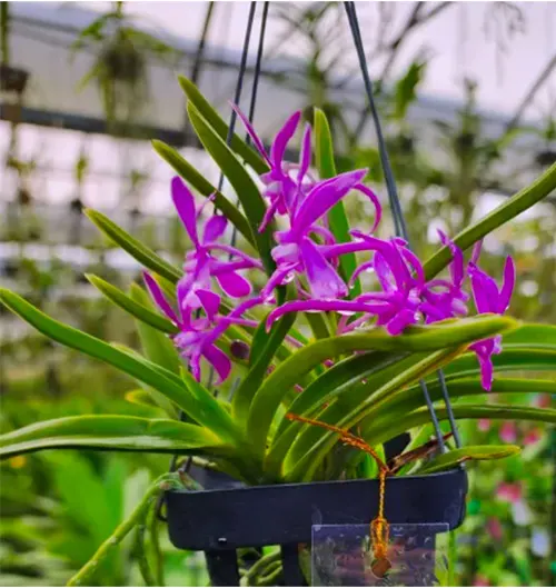 Vandachostylis Lou Sneary x Blue Fairy