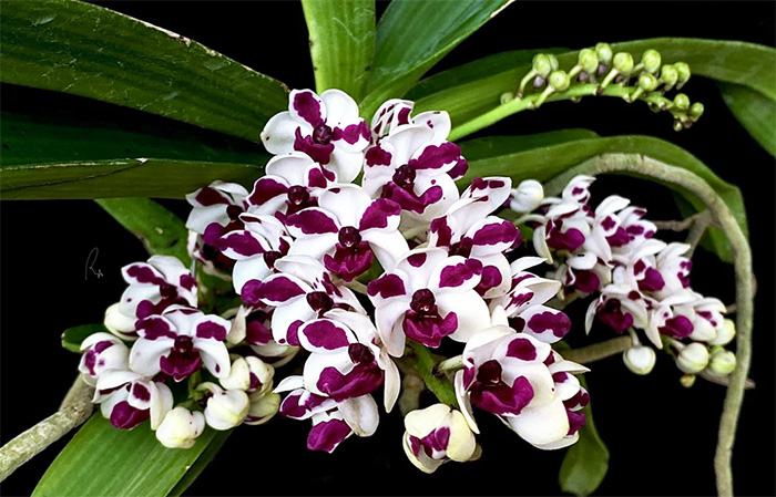 Rhynchostylis gigantea 'Cartoon'
