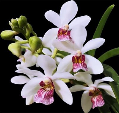 Holcostylis MS Sunlight