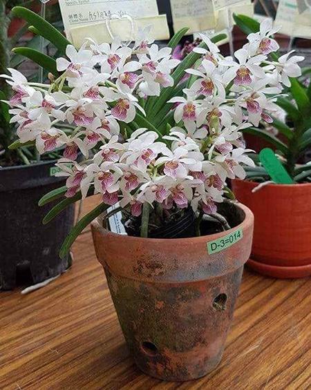 Holcostylis MS Sunlight