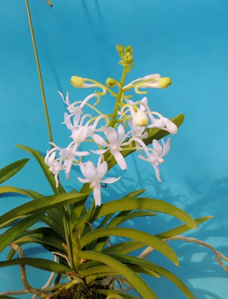 Vandachostylis Lou Sneary alba