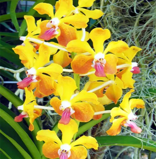 Vanda Mem Tianchai x lamellata