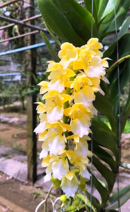 Aerides houlletiana var. alba
