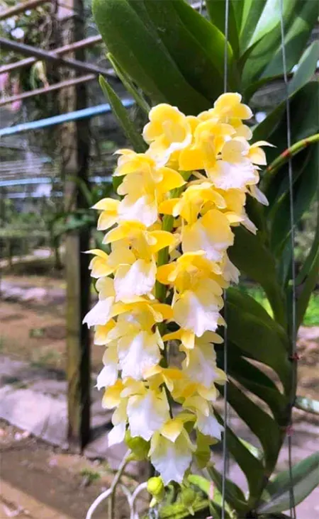 Aerides houlletiana var. alba