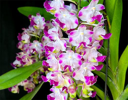 Aerides Korat Koki