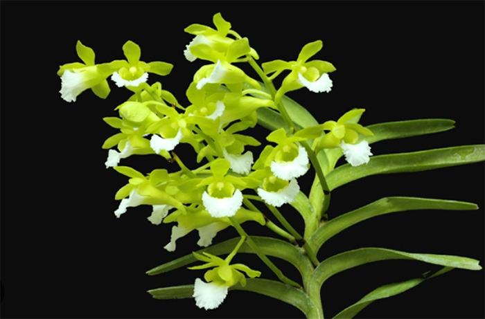 Aerides houlletiana x Christensonia vietnamica sp. Vietnam