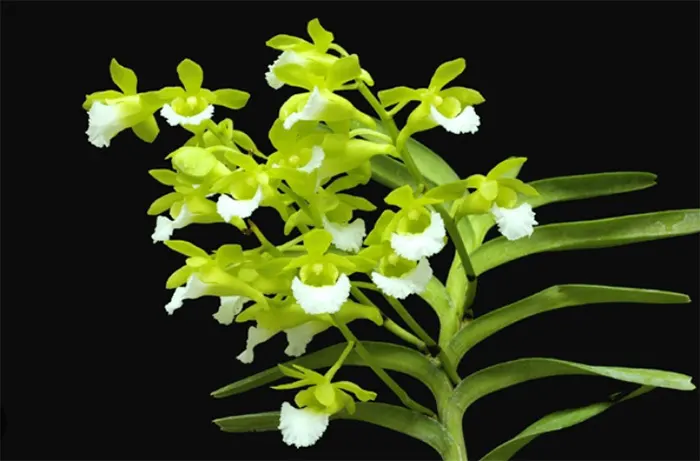 Aerides houlletiana x Christensonia vietnamica sp. Vietnam